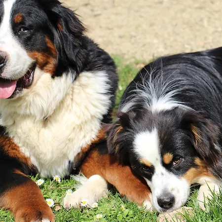 Chateau Carbonneau Couette-café Pessac-sur-Dordogne