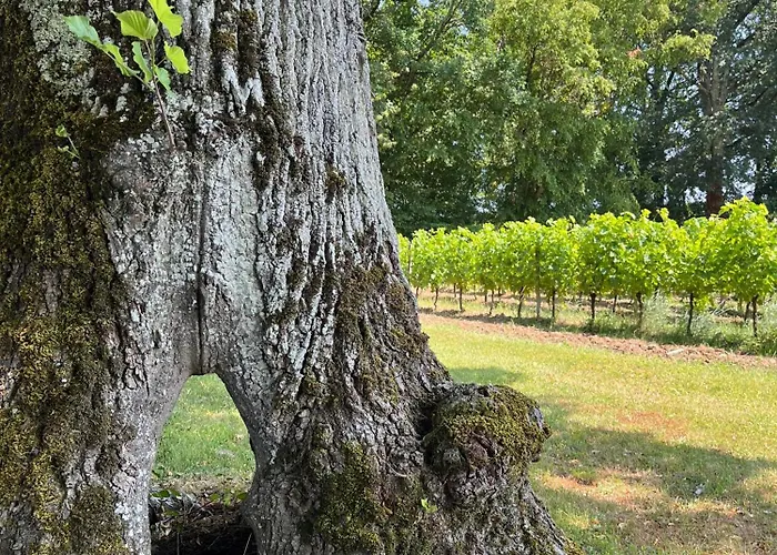 Chateau Carbonneau 4*